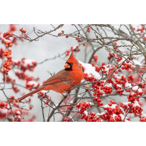 Northern Cardinal male in Winterberry bush in winter